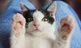 cat!!!