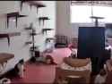 Chaos visualized with a room full of cats and several props_thumb.jpg