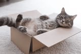 mr kitty in a box