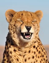 laughing lion