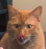 HornyCat