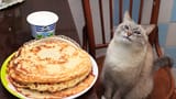 Comfy_Cat