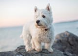 west-highland-white-terrier_0