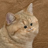 1305397522098