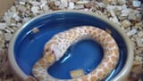 1464355421-828-stressed-out-snake-eats-itself-o-meta