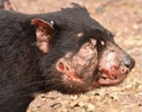 infectious facial cancer tasmanian devil