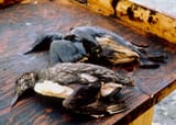 EVOSWEB_013_oiled_bird3