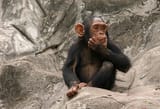 ponderingchimp