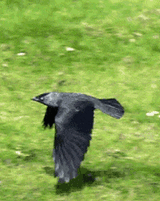 crow