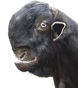 Damascus Goat