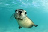 sea-lion-whiskers-shutterstock-rich-carey