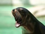 sea lion barking-7966-2217339b7d8f853ac2d732c14bfdbef1@1x