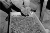 nazi kike gold
