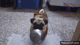 doggoo
