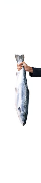 somethings-fishy-here-suspicious-business-deals-studio-shot-of-a-businesswoman-holding-a-dead-fish-against-a-white-background-2HTWT6H