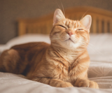 bobo-the-cat