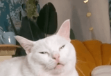 catzoom