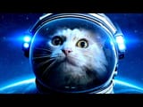 mister kitty space suit