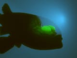 barreleye-fish