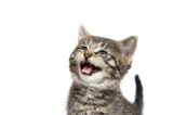 roaring kitty