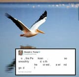 oh the pelican