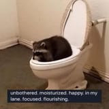 unbotheredRacoon