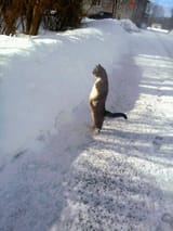 CatStanding