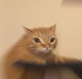 kot