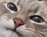 Catface