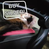 Wisdom cat