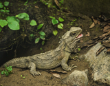 tuatara