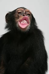 chimp