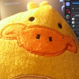 duck