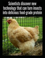 Chicken Technology
