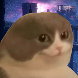 Cat copy