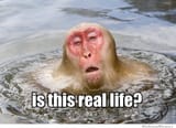 is-this-real-life