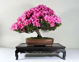 Chinzan Azalea