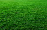 grass-background-1205812474