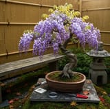 Wisteria