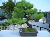 Black+Pine+(Staples)+f,+&#039;06