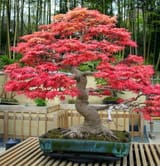 Maple