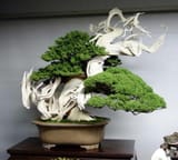 05-kokufuten-2013-juniper-bonsai