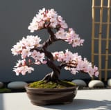 Cherry Bonsai