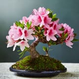 Azalea