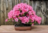 Blooms