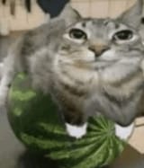 1732397163550560