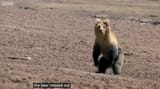 bear missed out