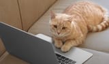 common-cat-questions-answered