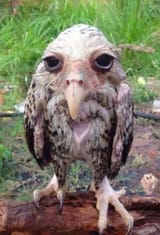 TIRED OWL
