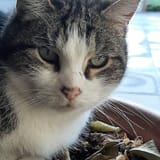 millie judges you